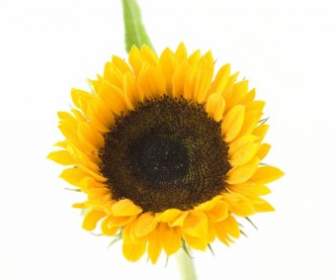 Bunga Matahari