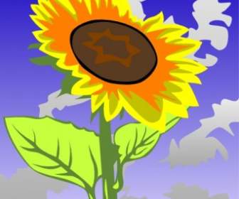 Sunflower Terhadap Langit Biru Clip Art