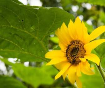 sunflower blooming sun