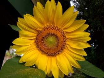زهور عباد الشمس دوار الشمس