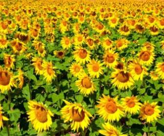 زهور عباد الشمس في صورة هايديفينيشن