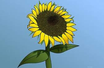 Sonnenblume Girasol