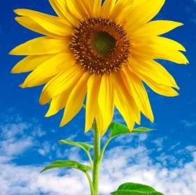 Sonnenblume Hd-Bild