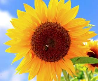 Sonnenblume Bild Hd Bilder