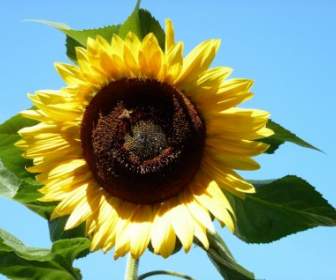 Sunflower In The Sky