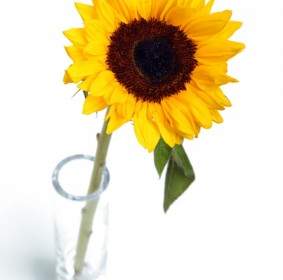 Sunflower Dalam Vas