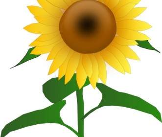 Sunflower Jh Clip Art