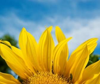 Sonnenblumen-Blütenblätter-Tapete-Blumen-Natur