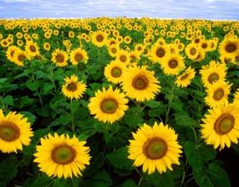 Sonnenblume Sonnenblumen Feld Flora