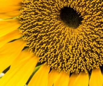 Sunflower Sunflower Bibit Tanaman