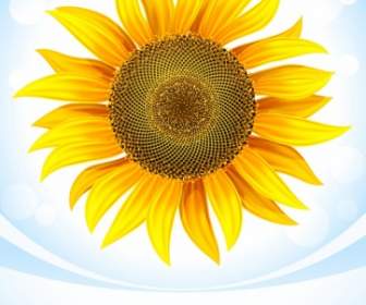 Sunflower Vektor