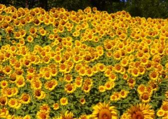 Sunflowers Abruzzo Flowers