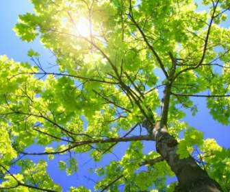 Sunny Tree Branches Wallpaper Plants Nature