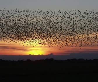 Sunset burung burung hitam