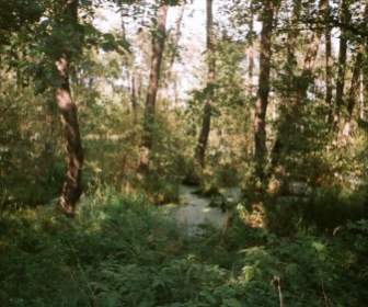 Swamp Near Lublin