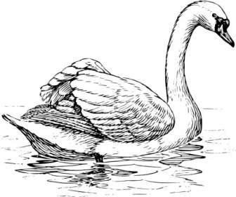 Swan