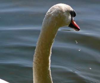 swan animal water bird