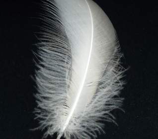 Swan Feather Spring Swan