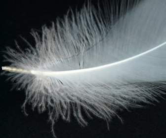 Swan Feather Spring Swan