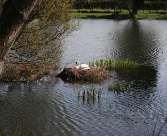 Swan On Nest