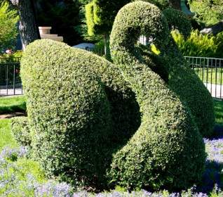 Swan Topiary Sculpture