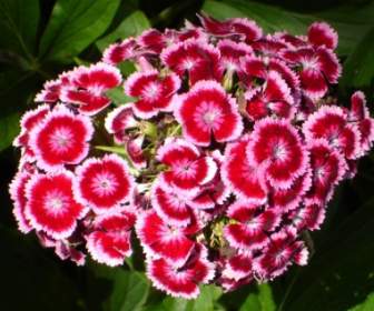 Bartnelke Nelken-Blumen