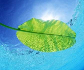 Swimming Leaf Wallpaper Other Nature