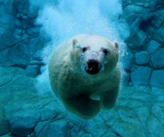 Swimming Polar Bear Wallpaper Bears Animals