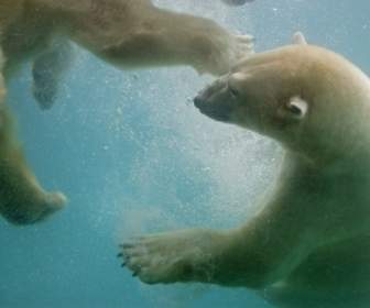 Swimming Polar Bears Wallpaper Bears Animals