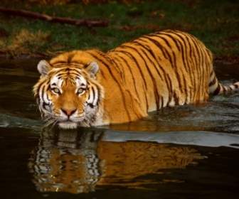 Swimming Tiger Wallpaper Tigers Animals