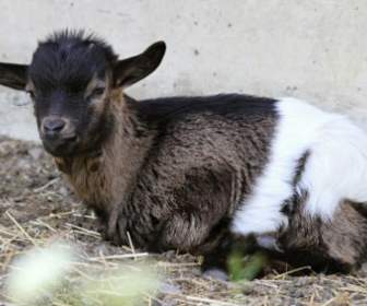 スイス連邦共和国のヤギのヤギの赤ちゃん
