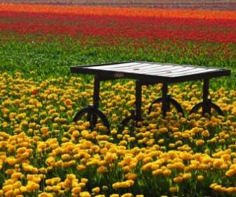 チューリップ畑のテーブル