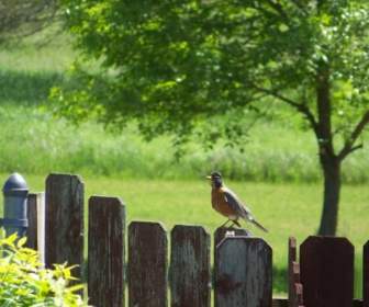 Talkative Robin On Fence