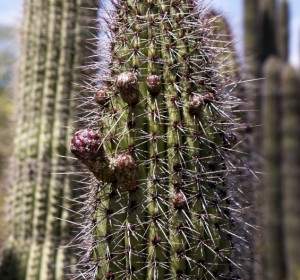 Tall Cactus Plant