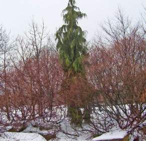Alto árbol De Hoja Perenne En La Nieve