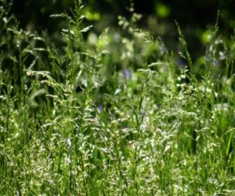 Tall Grass With Seeds