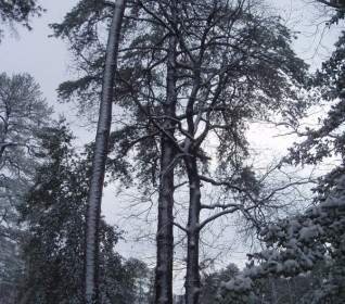 背の高い雪に覆われた木