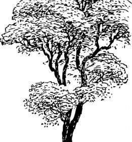 Clipart De árvore Alta