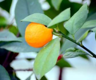 橘樹