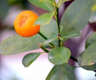 Tangerine Treea