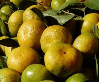 Frutas Tropicais De Tangerinas Clementina