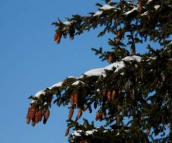 Ketuk Spruce Kerucut Pinus