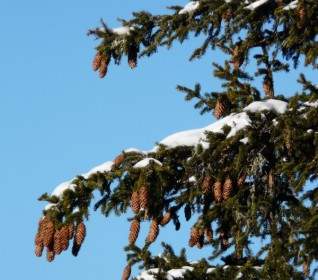 Tap Pine Cones Spruce