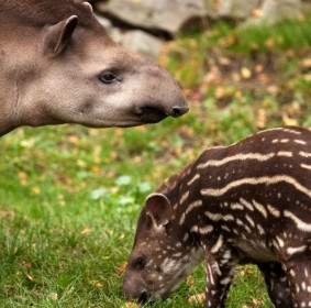 Tapir Y Bebé