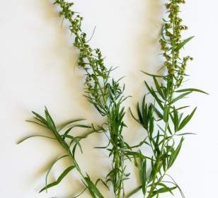 Tarragon Spice Herbal