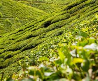 Teeblätter Teeplantage