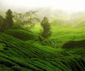 茶畑の風景の Hd 画像