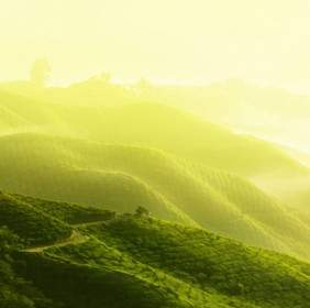 مزارع الشاي والمناظر الطبيعية صور عالية الدقة
