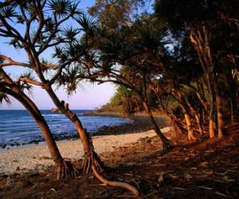 차 나무 해변 벽지 호주 세계