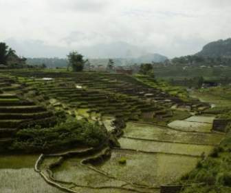 terrains rice rice field